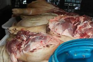Carne suína apreendida pelos fiscais do IMA durante operação em Bom Jesus do Galho