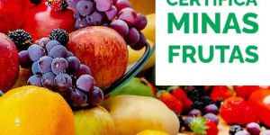 IMA lança cartilha para certificação de frutas