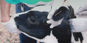 PASA contribui para a vacinação de animais de pequenas propriedades rurais