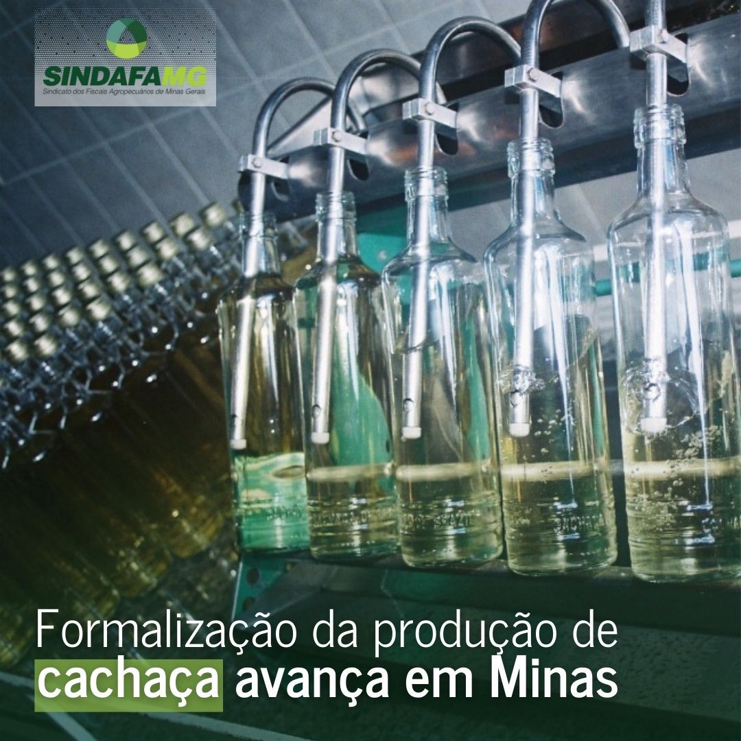 Formalização da produção de cachaça avança em Minas