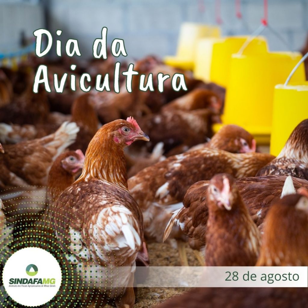 Dia da Avicultura: uma das práticas agropecuárias mais importante para o Brasil