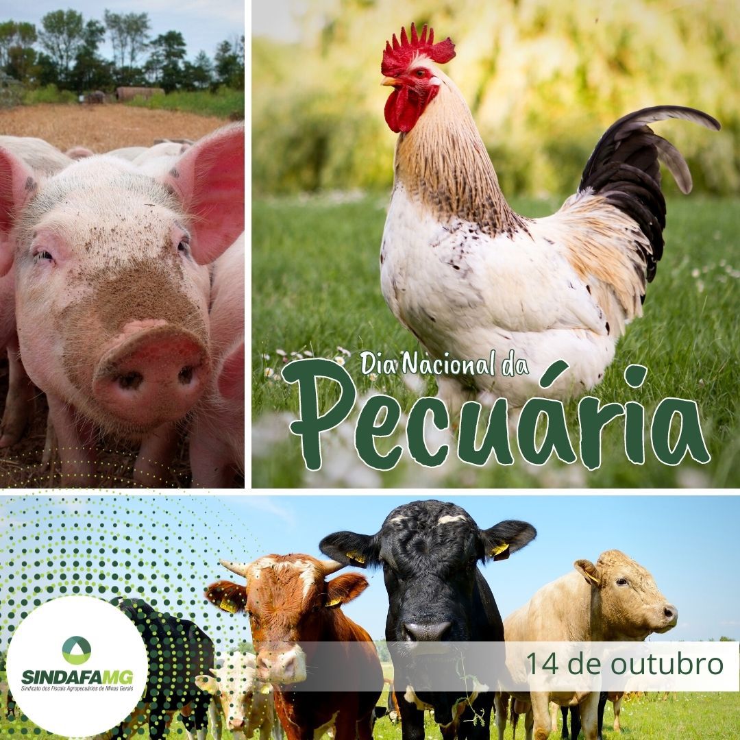 Dia Nacional da Pecuária: atividade se destaca na economia mineira e brasileira
