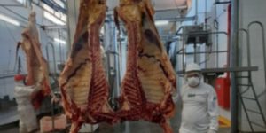 Fiscais do IMA condenam carcaça bovina com lesões de tuberculose miliar