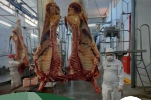 Fiscais do IMA condenam carcaça bovina com lesões de tuberculose miliar