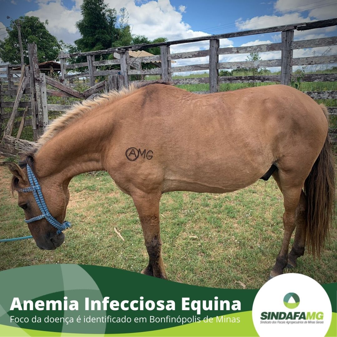 Foco de Anemia Infecciosa Equina é identificado em Bonfinópolis de Minas