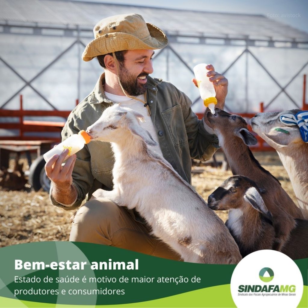 Bem-estar animal é motivo de maior atenção de produtores e consumidores