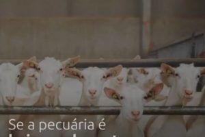Pecuária está presente em todos os municípios brasileiros