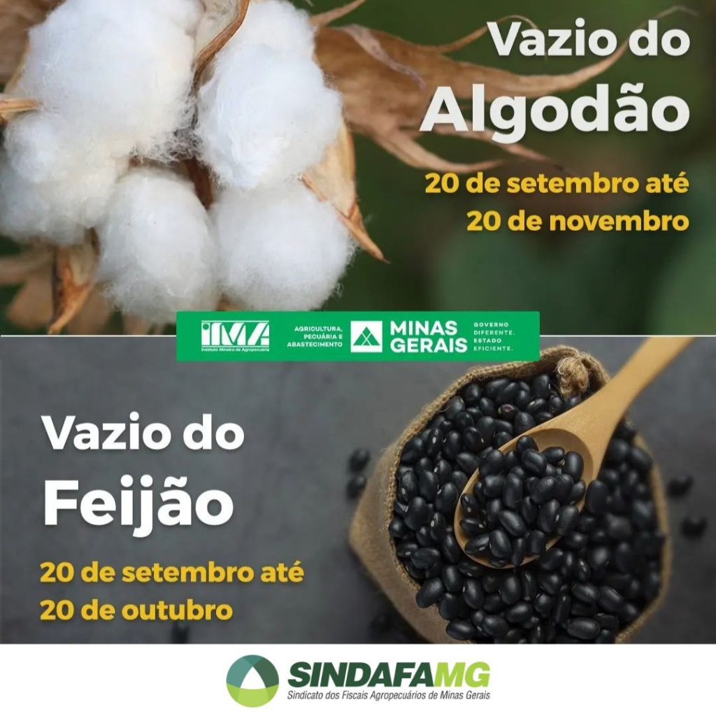 Minas Gerais inicia o período de vazio sanitário para as culturas do algodão e do feijão
