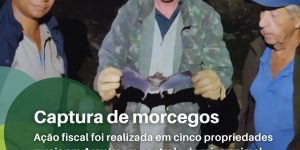 Fiscais do IMA capturam mais de 370 morcegos em Araxá