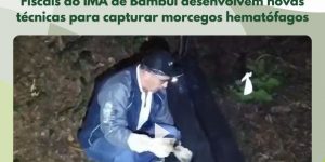 Fiscais do IMA de Bambuí desenvolvem novas técnicas para capturar morcegos hematófagos