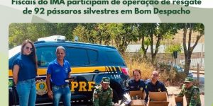 Fiscais do IMA participam de operação de resgate de 92 pássaros silvestres em Bom Despacho