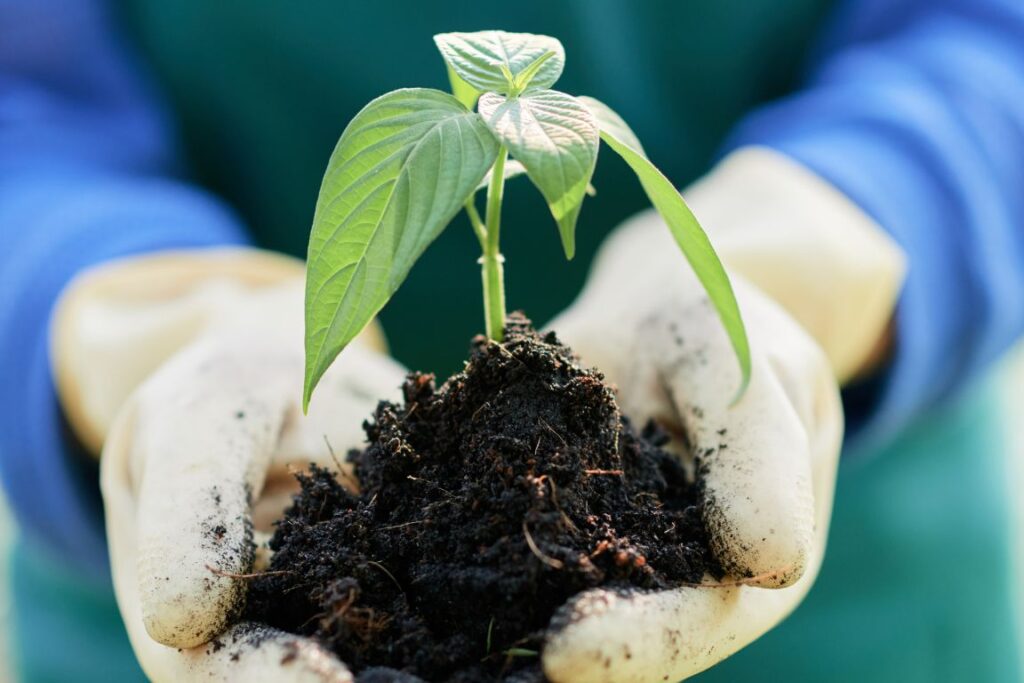 Dia do Agronegócio: fiscais agropecuários garantem a sanidade e a sustentabilidade do setor
