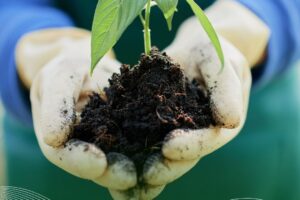 Dia do Agronegócio: fiscais agropecuários garantem a sanidade e a sustentabilidade do setor