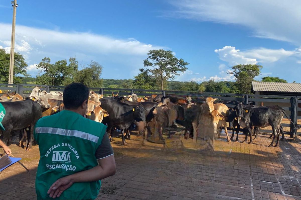 Fiscais médicos-veterinários garantem sanidade do rebanho em Minas