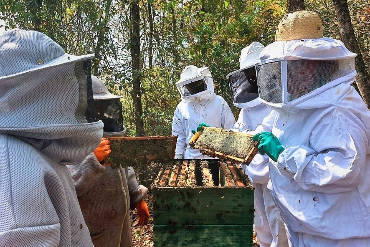 Alimento seguro à mesa começa com a proteção do fiscal do IMA