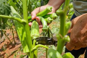 Seapa-MG completa 135 anos com avanço na gestão de políticas agropecuárias