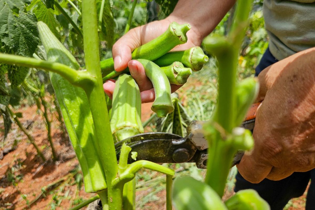 Seapa-MG completa 135 anos com avanço na gestão de políticas agropecuárias